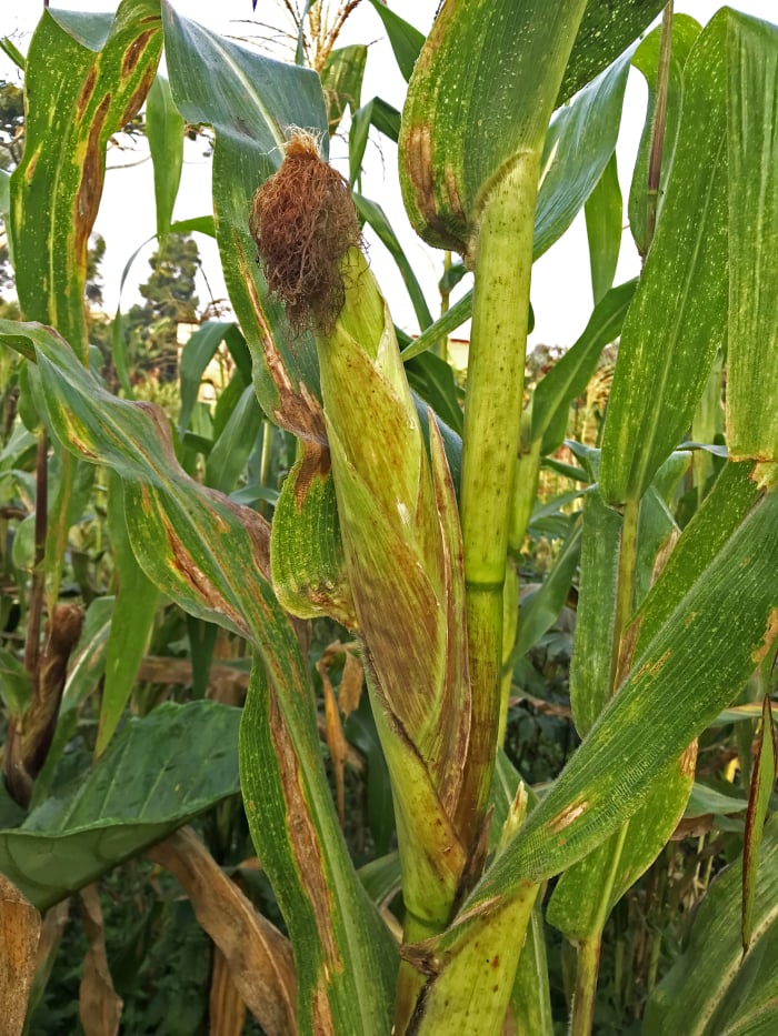 Field Work
